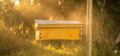 Kenya Top Bar Bee Hive (Horizontal) — 20L Capacity